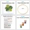 Embroidery Kits for Adults Beginner, European Style Garden Plant Green Leaf Stamped Embroidery Starter Kit,DIY Sewing Practice, Needlepoint Cross Stitch Kit,Set of 3